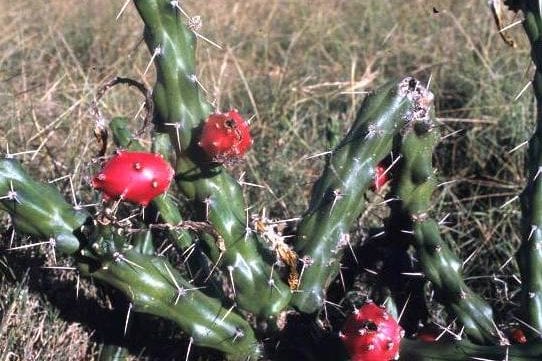 Harrisia Cactus