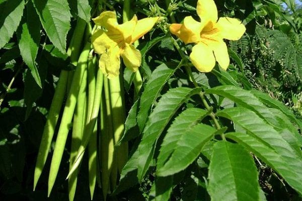 Flowers, leaves and pods of Yellow Bells.