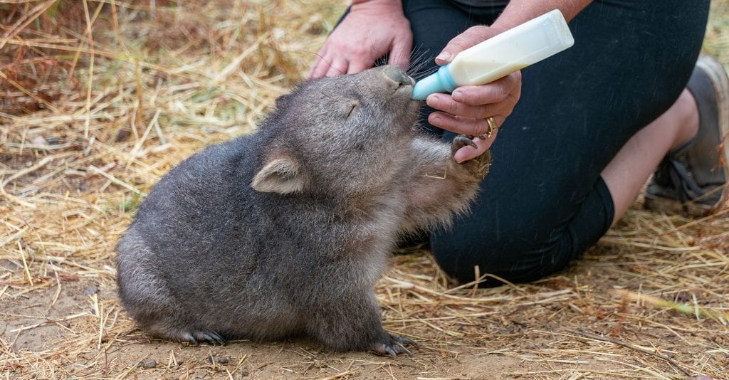 (Image: Wombat, credit: WIRES - www.wires.org.au)