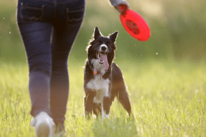 Off-leash dog park underway - Inverell Shire CouncilInverell Shire Council