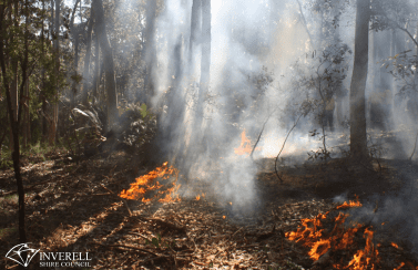 Council Partners with Local Land Services for Cultural Burn